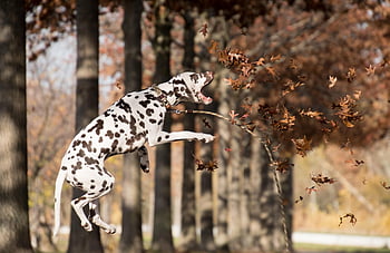 dalmatian, dog, jumping, nature, outdoors, playing, pet, animal, domestic Dog, canine, mammal