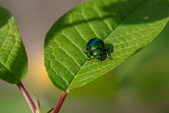 entomologie, členovců, brouci, biodiverzity, coleoptera, ekologická role, preference stanovišť, chování hmyzu, Ekologie hmyzu, Morfologie hmyzu, hmyz taxonomie