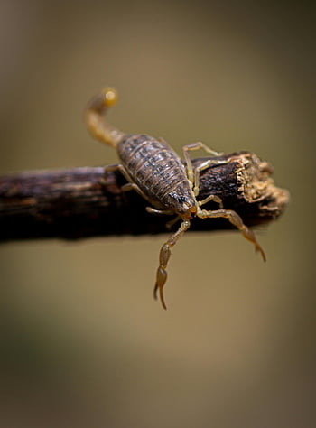Štír, detail, makro snímek, složité detaily, větev, fotografování divoké zvěře, pavoukovec, Příroda, Podrobný pohled, zvíře, hmyz