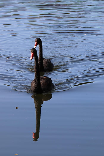 labutě, ptáků, jezero, černé labutě, anatidae, vodní ptáci, vodních ptáků, zvířat, peří, plavat, rybník