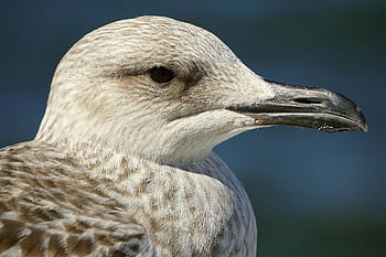 racek, pták, pláž, ornitologie, druh, fauna, ptačí, moře, vodní pták, pozorování ptáků, zblízka