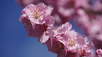 almond Blossom, beautiful Flowers, flower Background, blossom, flowers, almond Tree, spring, beauty, nature, flower Wallpaper, march