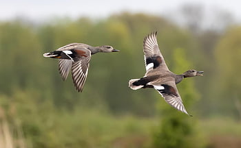 ducks, birds, flying, gadwall Duck, waterfowls, water Birds, aquatic Birds, animals, wildlife, wings, feathers