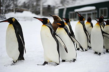 King Penguins, Aptenodytes patagonicus, group of penguins, walking in snow, cold winter day, penguins in snow, winter scene, penguin group, snow-covered ground, Antarctic wildlife, penguin behavior