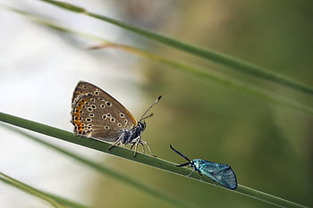 motýl, hmyz, motýlů, Příroda, jaro, makro, křídla, barvitý, Modrý tit, Lśniaczek, louka