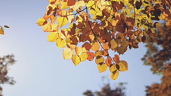 autumn, leaves, foliage, autumn Leaves, autumn Foliage, autumn Season, fall Foliage, fall Leaves, forest, nature, golden Autumn
