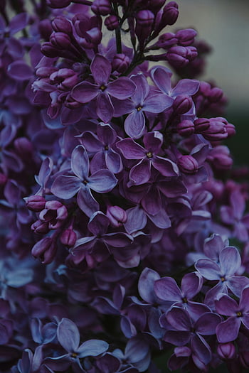 purple lilac flowers, close-up photo, vibrant lilac, delicate purple petals, blooming spring, lilac blooms, purple flowers, spring flowers, floral close-up, lilac garden, purple petals