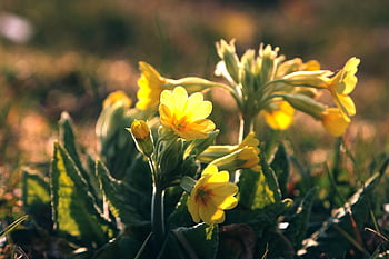 Cowslips, petrklíč, žlutá, jaro, primulka, Příroda, květ, louka, růst