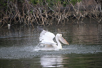 pelikán, jezero, brodivý pták, pták, anatidae, vodní pták, vodní ptáci, Příroda, rybník, živočišného světa, volně žijících živočichů