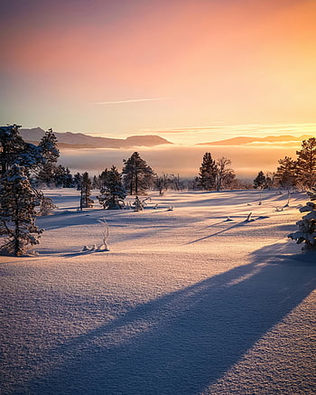 snedækket felt, træer, gylden time, vinterlandskab, snedækkede træer, solopgang himmel, pulserende himmel, vinter scene, bjergudsigt, vinter solopgang