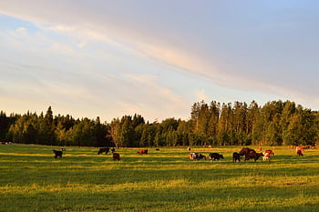 cattle, herd, grazing, sunny summer field, Swedish forest, rural landscape, cows, peaceful, green pasture, nature, countryside