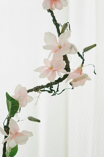light pink magnolia flowers, elegant pink flowers, twisting branch, soft white backdrop, simplicity in nature, magnolia blooms, floral photography, delicate flowers, natural beauty, spring flowers, white background