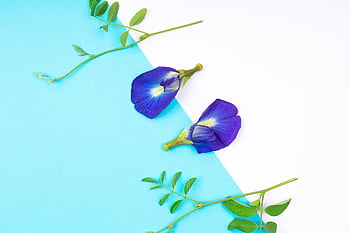 flowers, petals, daisy, bouquet, bunch, bloom, hd Wallpaper, colorful, fresh, design, blooming