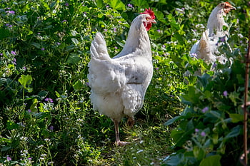 ptáků, kuřat, kuře, zvířat, Pírko, zemědělství, peří, vejce, Gallo, ohrada, mužský