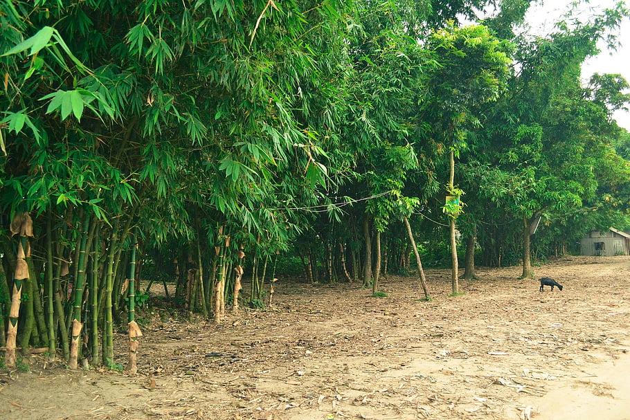 alberi, bambù, foresta, natura, paesaggio, scena, viaggio, bangladesh, albero