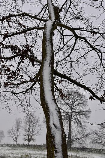 alberi, foresta, boschi, valle, campo, prato, la neve, nevoso, freddo, inverno, natura