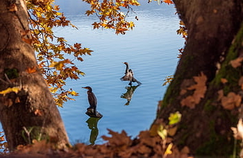 ptáků, kormorán, ornitologie, druh, Příroda, fauna, ptačí, zvíře, ardea alba, velká volavka, pole