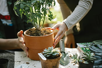 giardinieri, piantare, piantina, pentole, serra, lavoro di squadra, giardinaggio, all'aperto, pianta in vaso, succulente, utensili