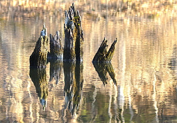 water Reflection, dead Wood, log, waters, wood, reflection, nature, lake, mirroring