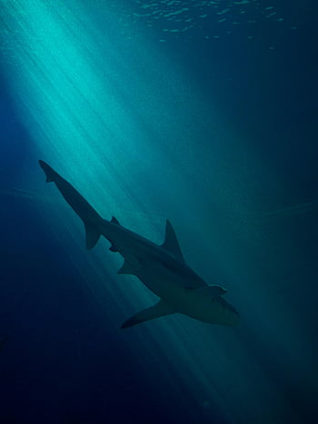 shark, underwater, ocean depths, blue light rays, gracefully swimming, marine life, deep sea, aquatic creature, ocean wildlife, underwater photography, sea predator