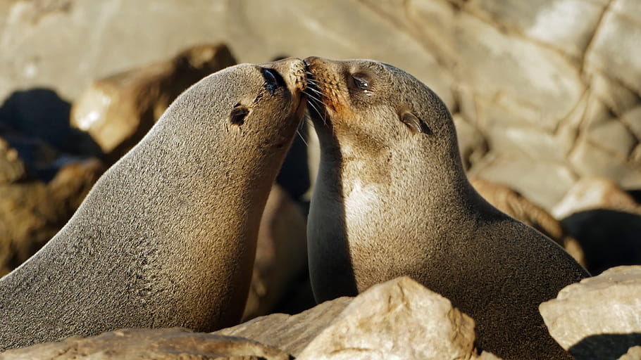 New Zealand fur seals, touching moment, marine life, nature, wildlife, rocks, coast, Arctocephalus forsteri, Lumix Fz1000, New Zealand