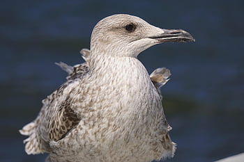 Möwe, Vogel, Strand, Tier, Vogelkunde, Spezies, Fauna, Meer, Wasservogel, Vögel beobachten, Nahansicht