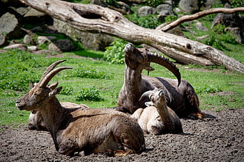 alpine Ibex, capricorn, simply Capricorn, wild Goats, mammals, animals, nature, wildlife, zoo, wild Animals, lüneburg Heath Wildlife Park