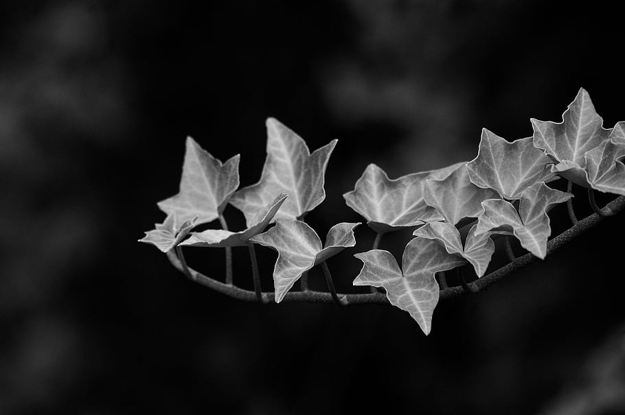 leaves, ivy, branch, plant, nature, garden