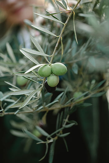 zelené olivy, Větev olivových stromů, Plantáž venkova, čerstvé olivy, přirozené denní světlo, olivovník, zelené olivy na větvi, olivové plantáže, Podrobný obrázek, olivové listy, olivový háj