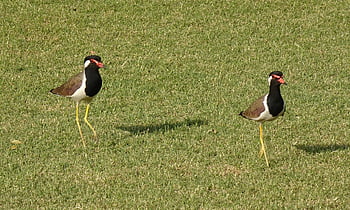 pták, červeno-wattled lapwing, vanellus indicus, čejka chocholatá, kulík, ptačí, volně žijících živočichů, ornitologie, stojící, fauna, Příroda
