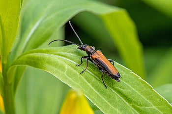 Ohraničený kliknutí Beetle, Klikněte na Beetle, brouk, denticollis linearis, Elateridae, hmyz, bezobratlý, volně žijících živočichů, Příroda, biodiverzity, brouci