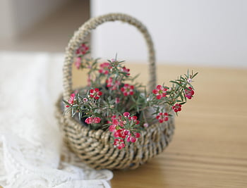 vårblomster, små gryter, ratan-telefon, liten blomst, koreansk blomst, rosa blomst, små blomsterpotter, rotting blomsterpotter, små blomster, koreanske blomster, rosa blomster