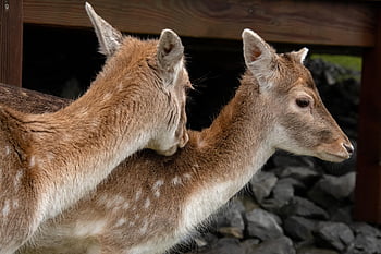 กวางยอง, สัตว์เลี้ยงลูกด้วยนมกีบเท้า, capreolus capreolus, กอดกวางโร, ยอง, กวางไข่ตะวันตก, หัวกวางโร, Cervidae, พื้นหลังกวางโร, วอลล์เปเปอร์กวาง