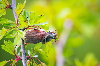 Maybug, chroust, smět, brouk, hmyz, Chyba, zblízka, jaro, Příroda, větev, zvíře