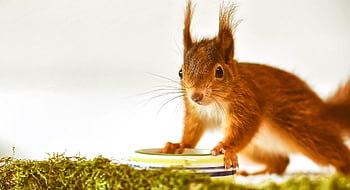 squirrel, cub, small, young, cute, rodent, furry, sitting, button Eyes, animal, nature