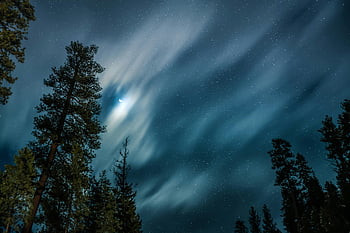 časová prodleva, zatažená obloha, noční obloha, hvězd, mraky, borovice, klidný, nadšenci přírody, siluety stromů, astronomie, krajinářské fotografie