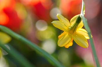 narcis, velikonoční zvony, květinové pozadí, Příroda, krásné květiny, květ, květinové tapety, zahrada, jarní květiny, jaro