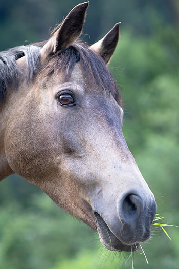 hest, ponni, hode, hesthodet, Dün, hoppe, natur, dyr, equine, pattedyr, nærbilde