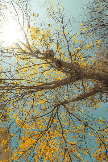 tree branches, sunlight, golden leaves, low-angle view, autumn scene, filtering sunlight, captivating scene, tree with leaves, autumn tree, sky view, nature photography