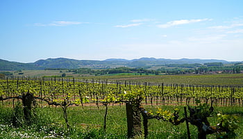 vinice, krajina, panoráma, palatinate