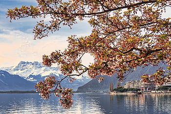 nature, lake, travel, exploration, outdoors, tree, montreux, landscape, lac, mountain