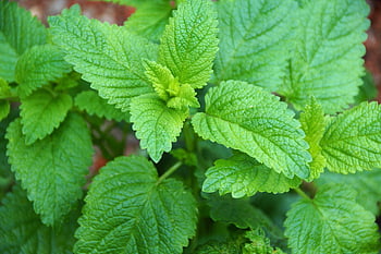 citronový balzám, léčivý, bylina, lékařský, Příroda, zdraví, zelená, uklidňující, účinky, bio, rostlina