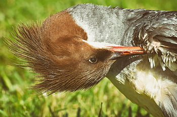 merganser, mergus merganser, kachní pták, kachna, mužský, kačer, vodní pták, zvíře, voda, pták, Příroda