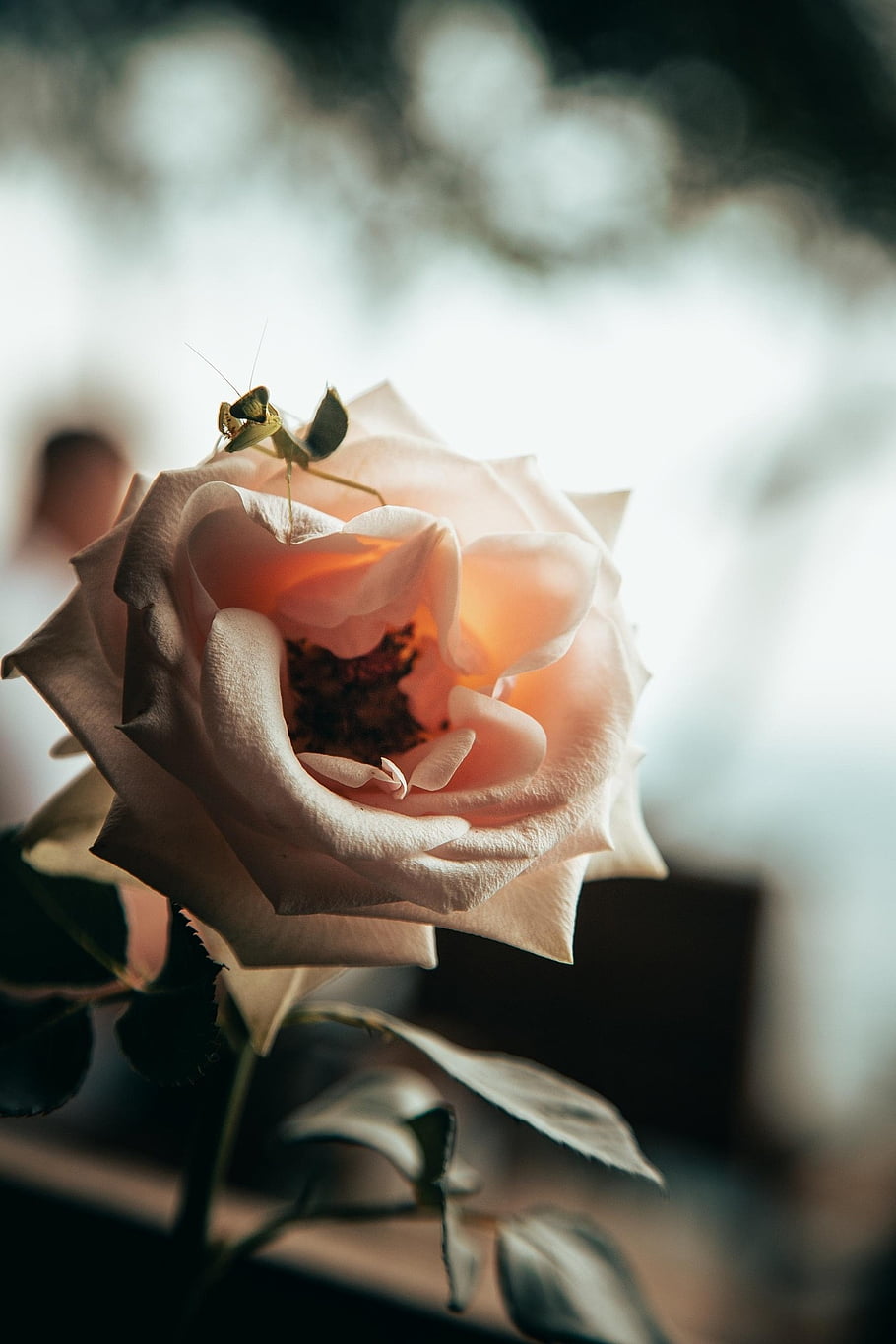 mantis, pink Rose, rose, flower, flower Wallpaper, bokeh, da Lat, beautiful Flowers, vietnam, bloom, flower Background
