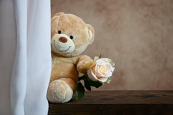 rosa, orsacchiotto di peluche, orsacchiotto, bellissimi fiori, amore, carina, romantico, fiore, affetto, animale impagliato, San Valentino