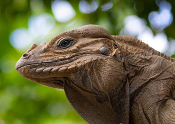 iguana, lizard, reptile, dragon, wildlife, wilderness, scaly, exotic, fauna, scales, creature
