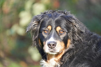 bernese Mountain Dog, dog, pet, animal, domestic Dog, canine, mammal, cute, portrait, wolf, farm