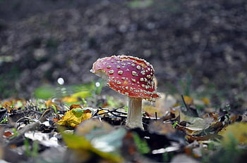 muchomůrka, moucha agaric, houba, toxický, Příroda, les