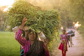woman, working Women, work, lady, village, portrait, sunset, sky, nature, women, workingwomen