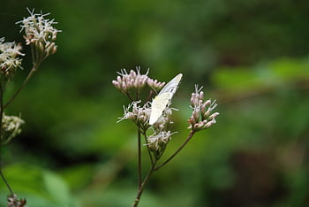 motýl, pieris rapae, lepidoptera, zelí bílý motýl, květiny a motýl, bílý, Příroda, hmyz